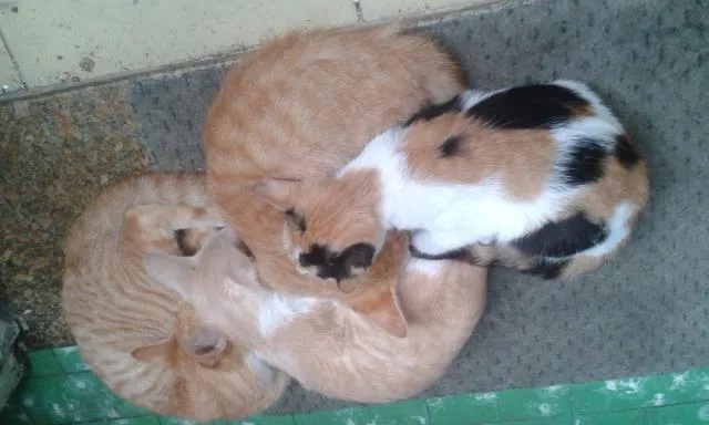 Gato ra a indefinida idade 2 a 6 meses nome pintada, alemão, qu
