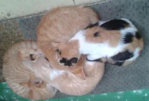 Gato raça indefinida idade 2 a 6 meses nome pintada, alemão, qu