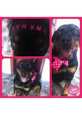 athena