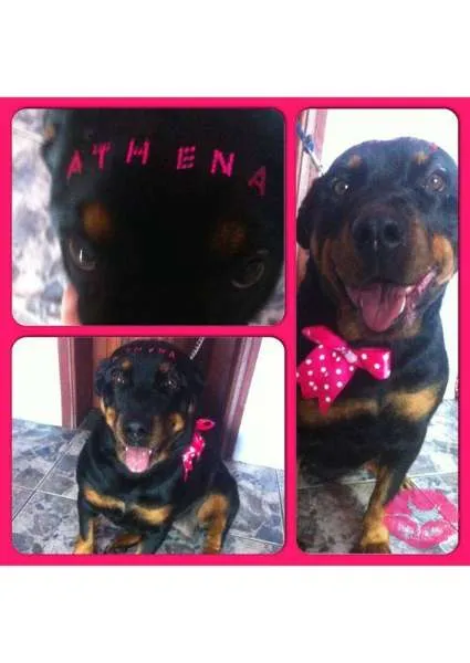 Cachorro ra a Rottweiler idade 3 anos nome athena