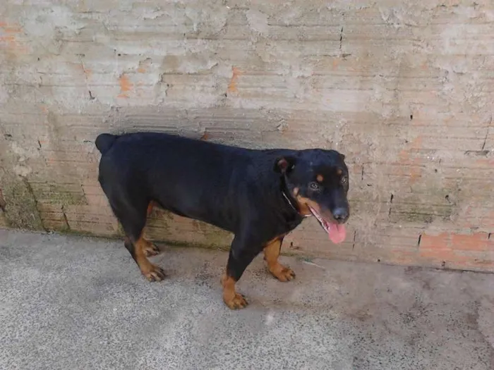 Cachorro ra a Rottweiler idade 3 anos nome athena