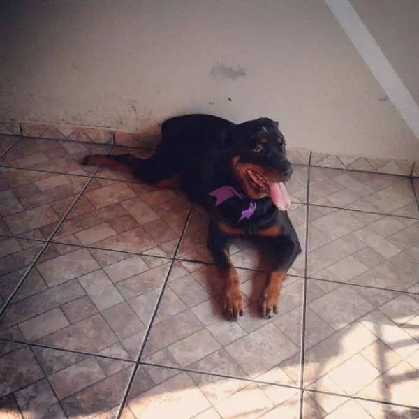 Cachorro ra a Rottweiler idade 3 anos nome athena