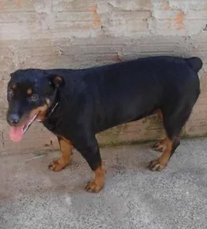 Cachorro raça Rottweiler idade 3 anos nome athena