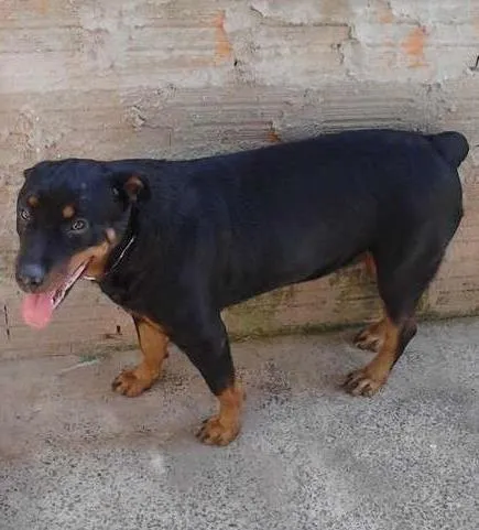 Cachorro ra a Rottweiler idade 3 anos nome athena
