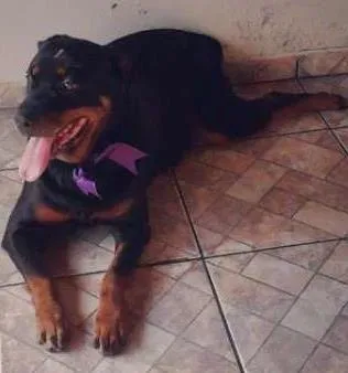 Cachorro ra a Rottweiler idade 3 anos nome athena