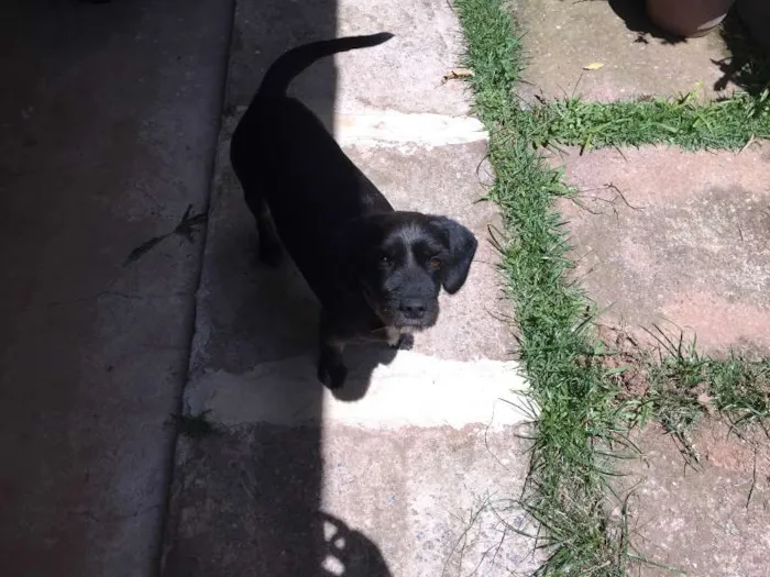 Cachorro ra a SRD idade 2 anos nome Fuinha