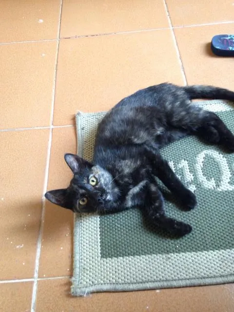 Gato ra a Indefinido  idade 2 a 6 meses nome Sem nome 