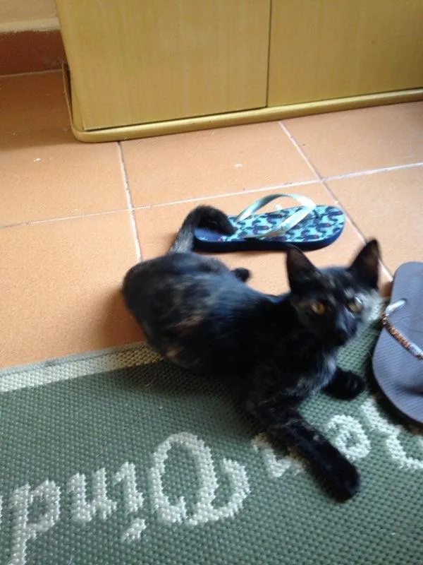 Gato ra a Indefinido  idade 2 a 6 meses nome Sem nome 