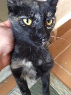 Gato raça Indefinido  idade 2 a 6 meses nome Sem nome 