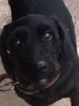 Pretinha