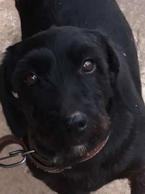 Cachorro raça SRD idade 2 anos nome Pretinha