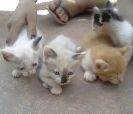Gato ra a indenfinida idade Abaixo de 2 meses nome sem nome