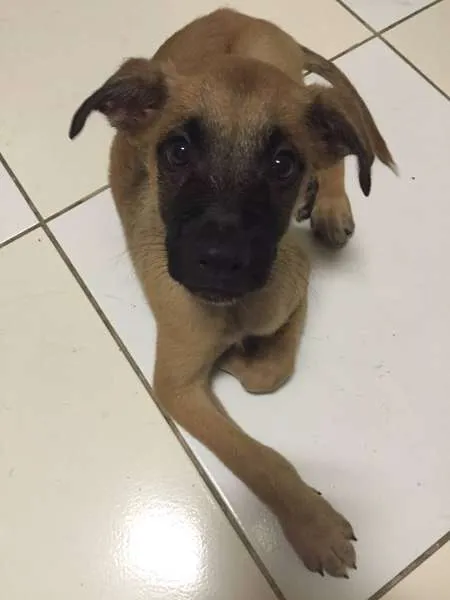 Cachorro ra a SRD idade 2 a 6 meses nome Nemo 