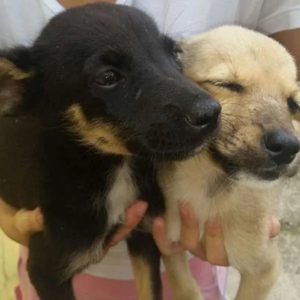 Cachorro ra a Viralata idade 2 a 6 meses nome Branca e preta