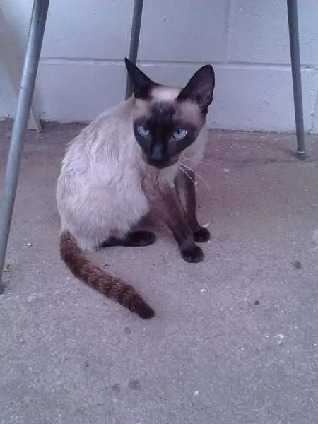 Gato ra a Siamês idade 7 a 11 meses nome sem nome