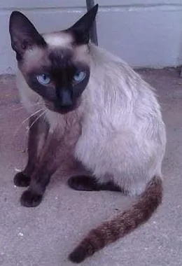 Gato raça Siamês idade 7 a 11 meses nome sem nome