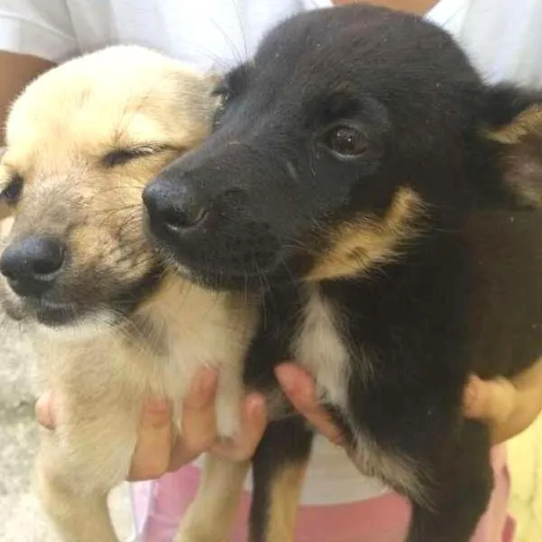 Cachorro ra a Viralata idade 2 a 6 meses nome Branca e preta
