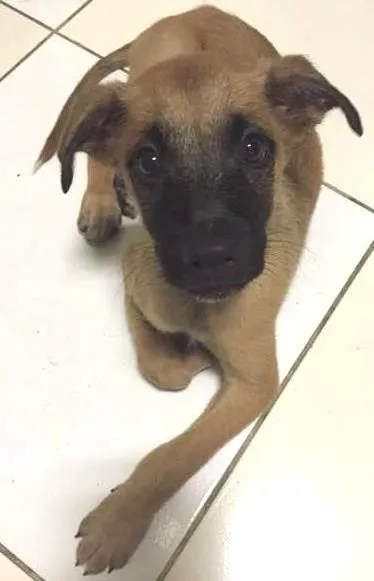 Cachorro ra a SRD idade 2 a 6 meses nome Nemo 
