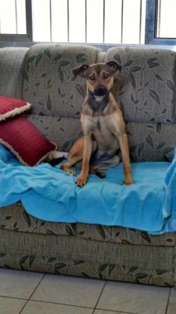 Cachorro raça SRD idade 1 ano nome Jade