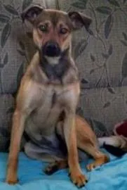 Cachorro raça SRD idade 1 ano nome Jade