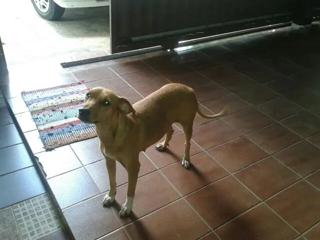Cachorro ra a viralata idade 1 ano nome Mel