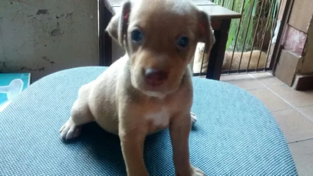 Cachorro ra a viralata idade 1 ano nome Mel