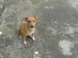 Mel