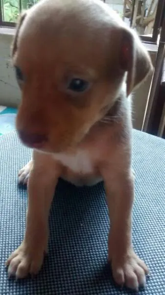 Cachorro ra a viralata idade 1 ano nome Mel