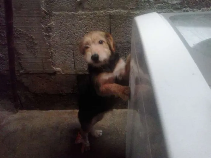 Cachorro ra a poodle idade 2 a 6 meses nome soneca
