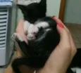 SIANE E FRAJOLINDA
