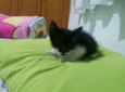 SIANE E FRAJOLINDA