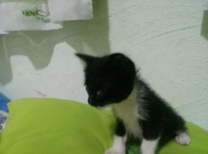 Gato ra a SRD idade 2 a 6 meses nome SIANE E FRAJOLINDA