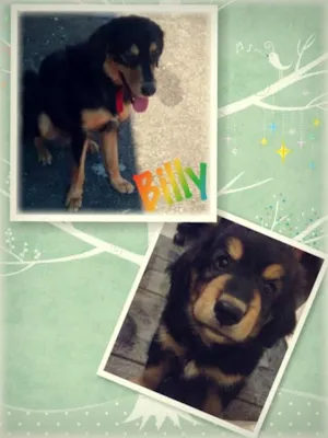 Cachorro raça  idade 7 a 11 meses nome Billy