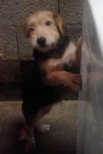Cachorro ra a poodle idade 2 a 6 meses nome soneca
