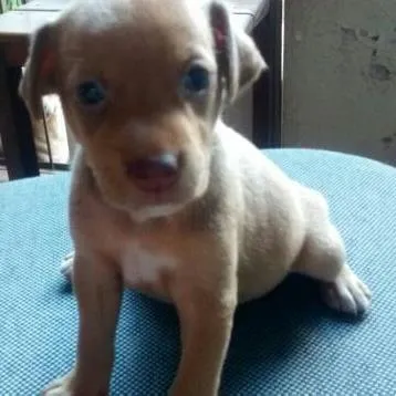 Cachorro ra a viralata idade 1 ano nome Mel
