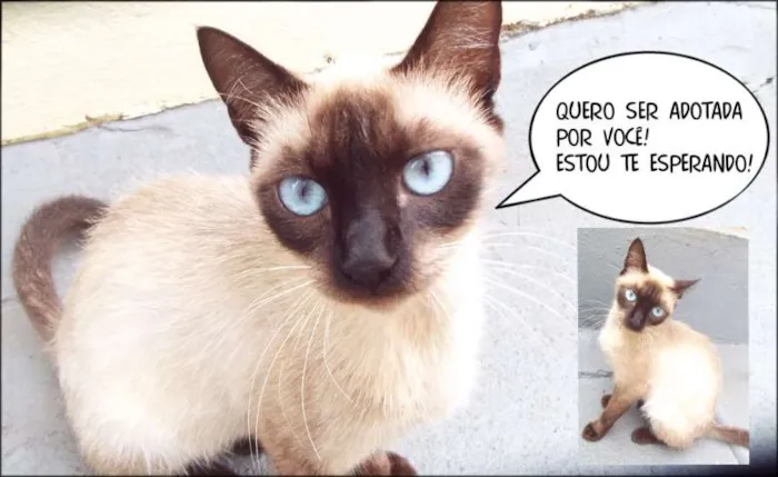 Gato ra a Siamês idade 1 ano nome Sem Nome