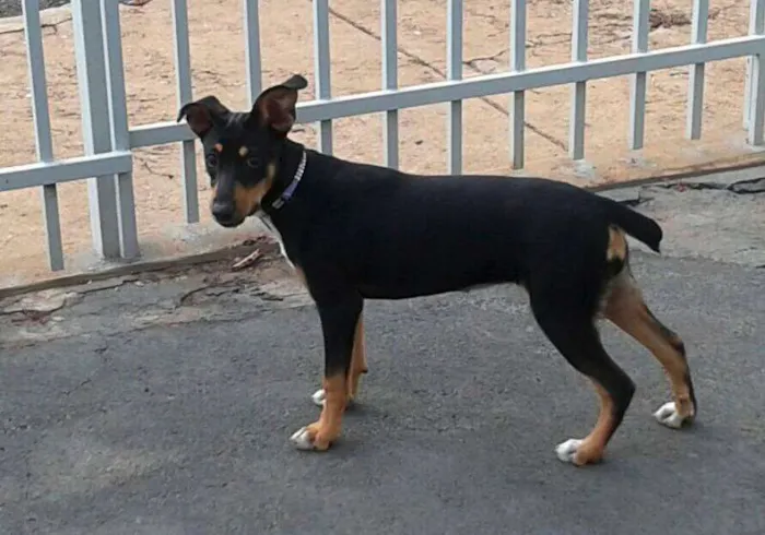 Cachorro ra a Indefinida idade 2 a 6 meses nome Luna