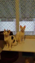 Mia e Miro (Adoção 