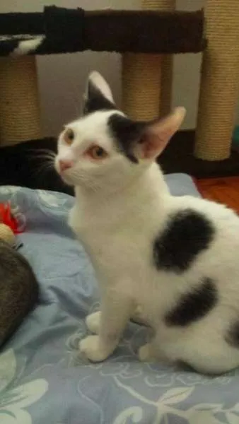 Gato ra a SRD idade 2 a 6 meses nome Mia e Miro (Adoção 