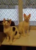 Mia e Miro (Adoção 
