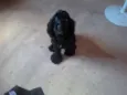 gromit
