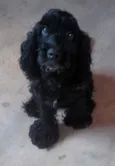 gromit