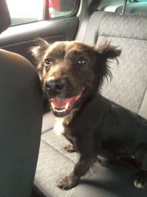 Cachorro raça SRD idade 2 anos nome médio