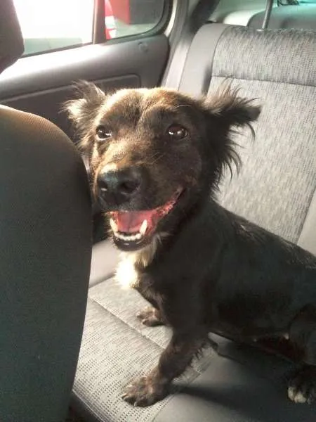 Cachorro ra a SRD idade 2 anos nome médio