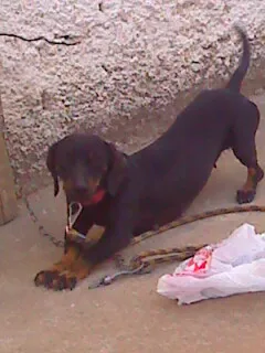 Cachorro raça Basset-Cofap idade 3 anos nome Meg