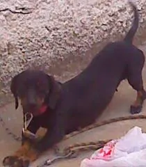 Cachorro ra a Basset-Cofap idade 3 anos nome Meg