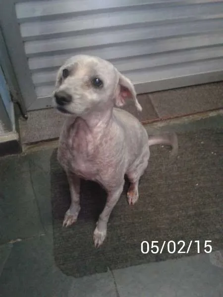 Cachorro ra a SRD idade 5 anos nome Pipoca