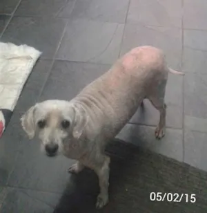 Cachorro raça SRD idade 5 anos nome Pipoca