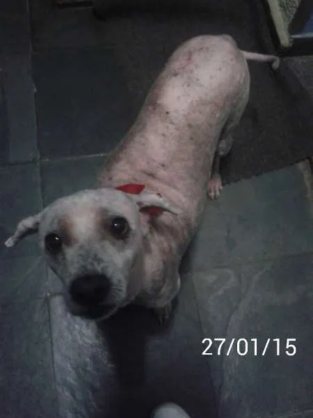 Cachorro ra a SRD idade 5 anos nome Pipoca
