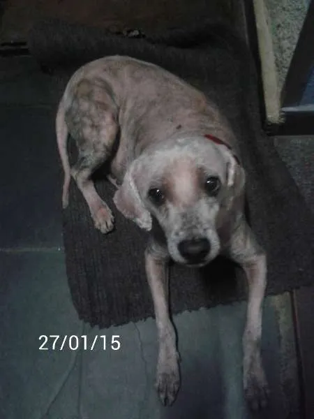 Cachorro ra a SRD idade 5 anos nome Pipoca